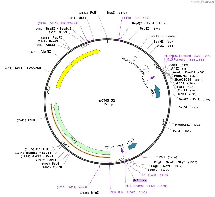 19398-plasmid-map-sequence-id-9050