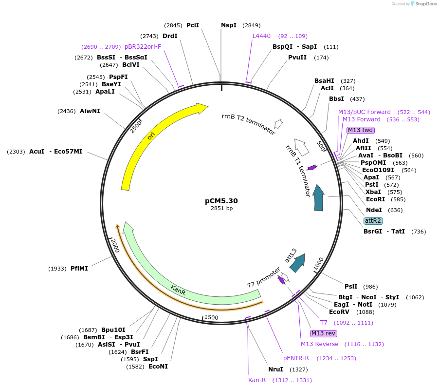 19399-plasmid-map-sequence-id-9051