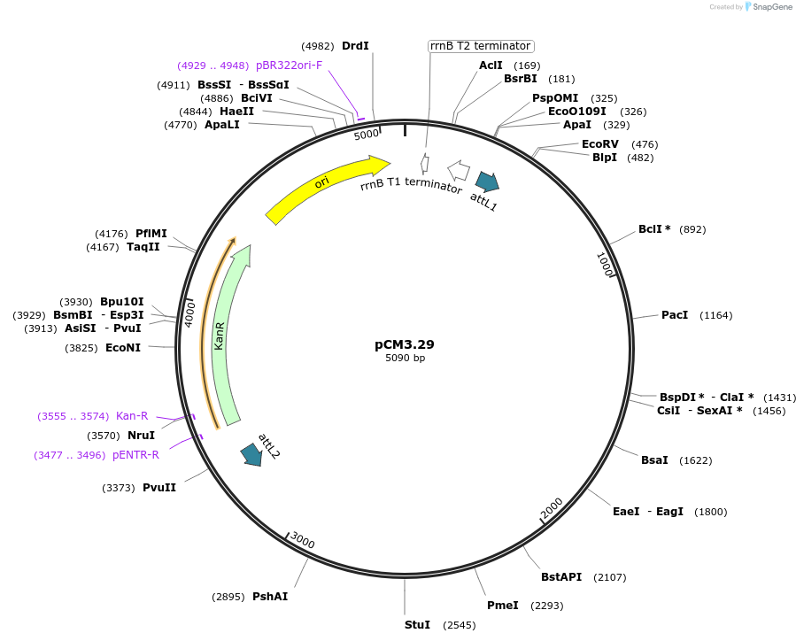19402-plasmid-map-sequence-id-9054