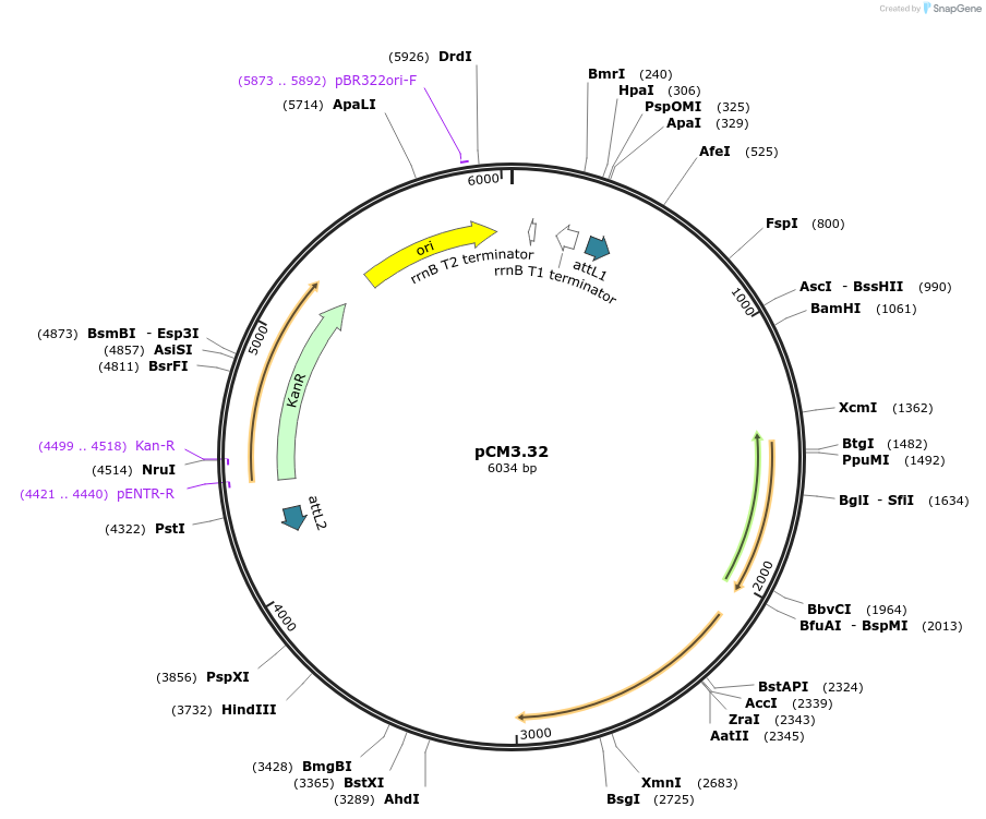 19403-plasmid-map-sequence-id-9055