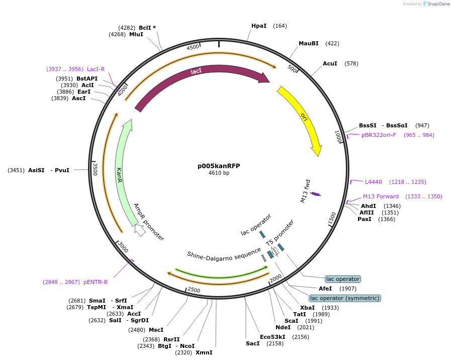 58533-plasmid-map-sequence-id-90572