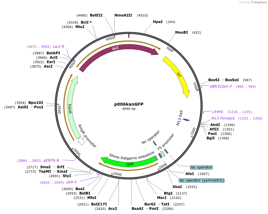 58534-plasmid-map-sequence-id-90573