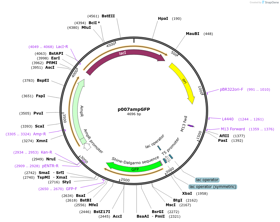 58535-plasmid-map-sequence-id-90574