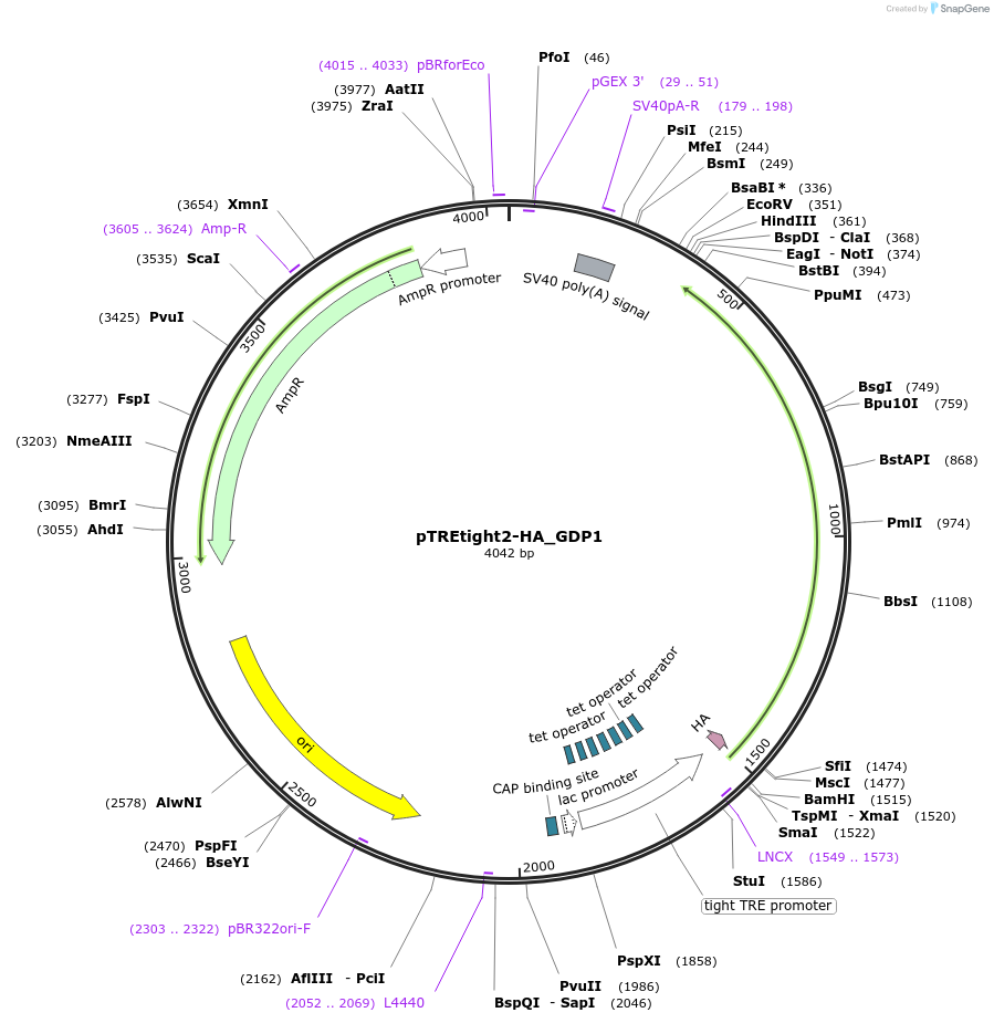 19408-plasmid-map-sequence-id-9060