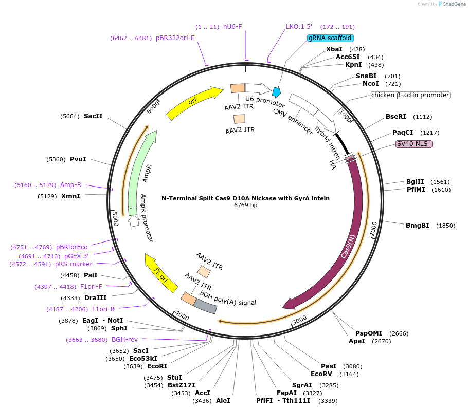 58695-plasmid-map-sequence-id-90694
