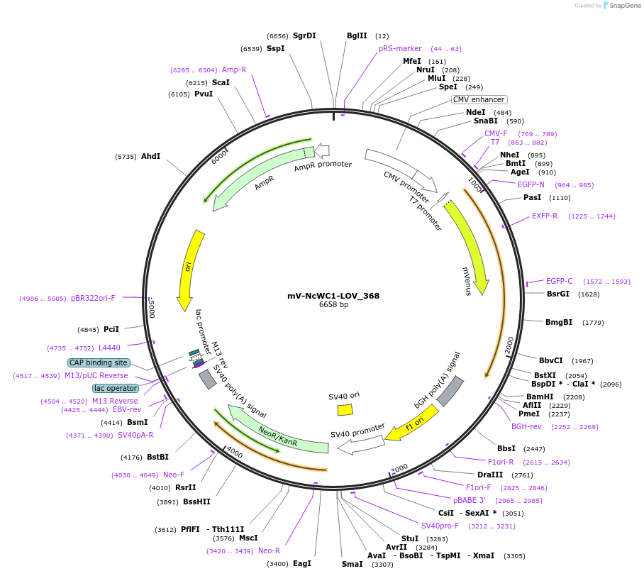 58691-plasmid-map-sequence-id-90697