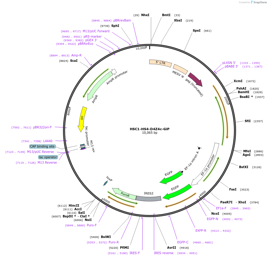 58541-plasmid-map-sequence-id-90716