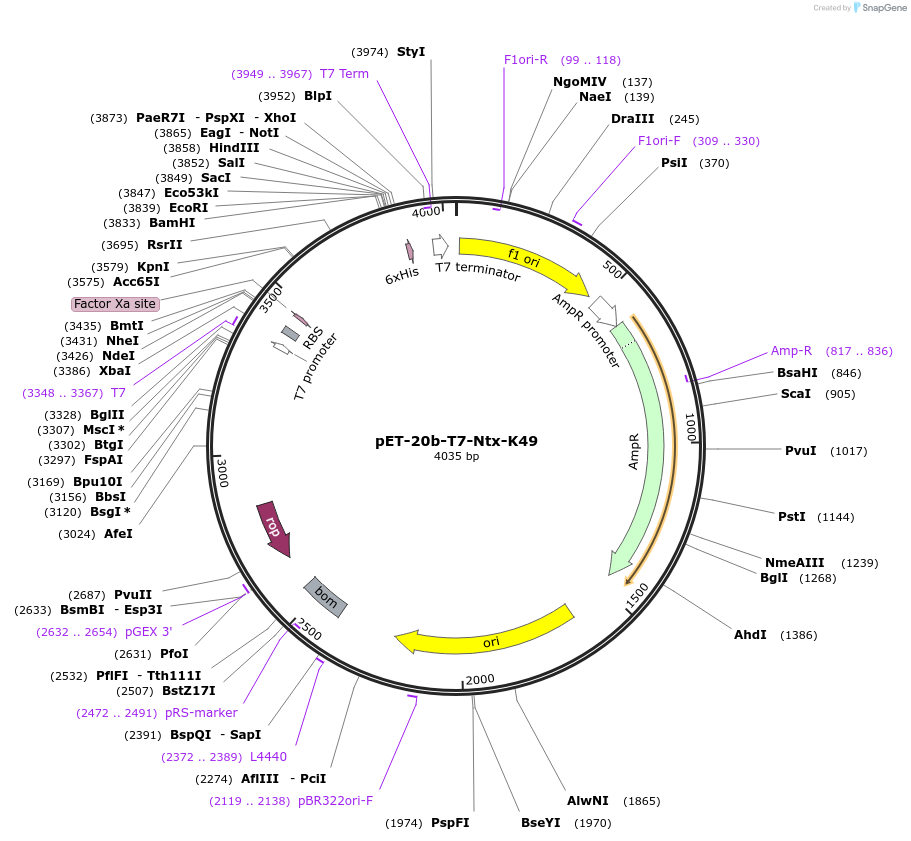 58715-plasmid-map-sequence-id-90758