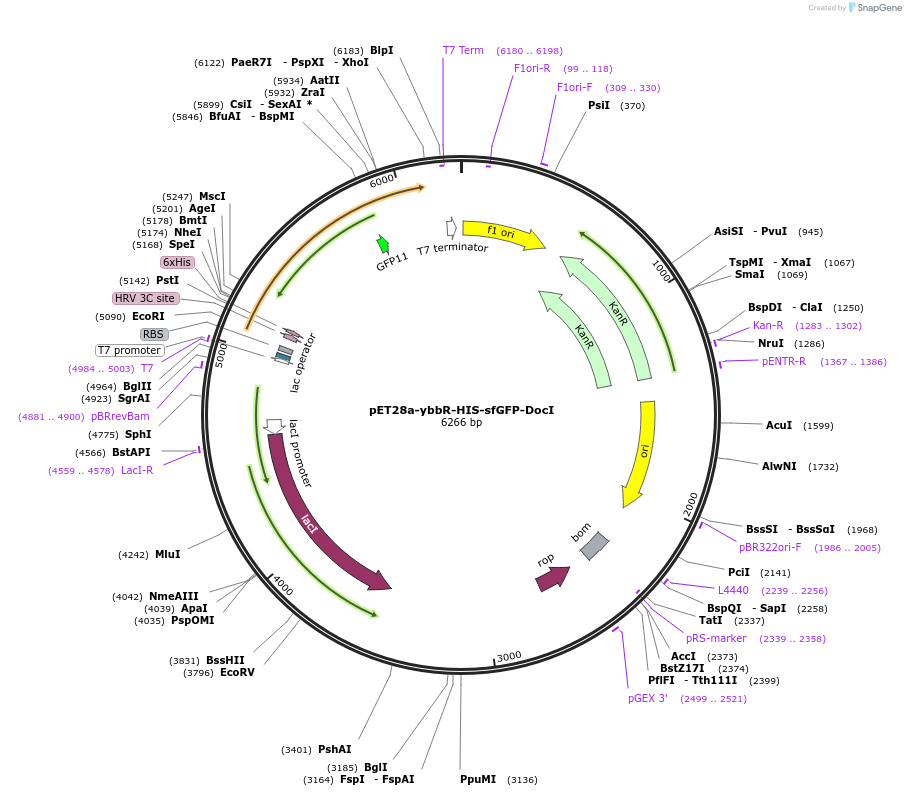 58708-plasmid-map-sequence-id-90763