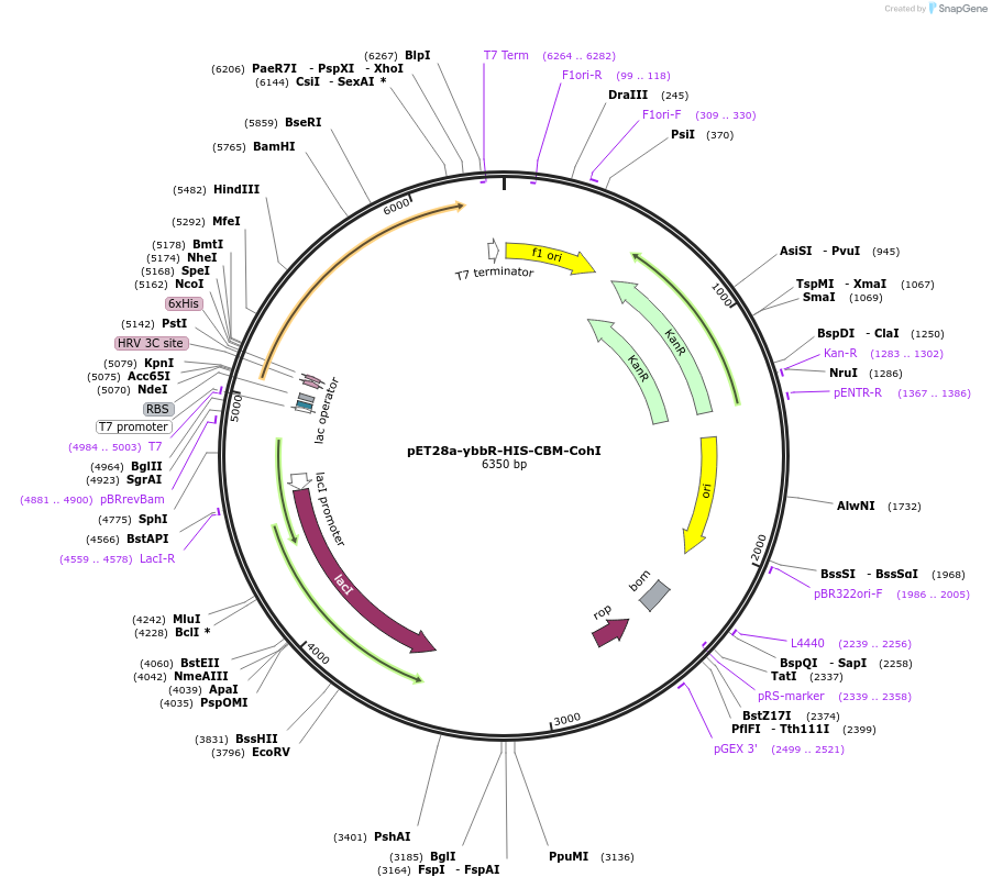 58709-plasmid-map-sequence-id-90774