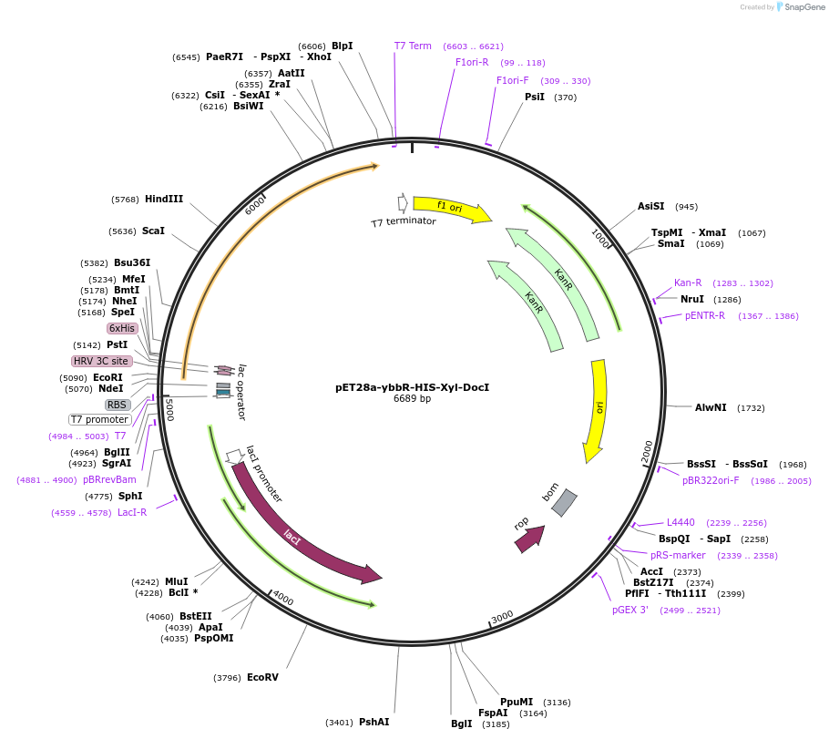 58711-plasmid-map-sequence-id-90776