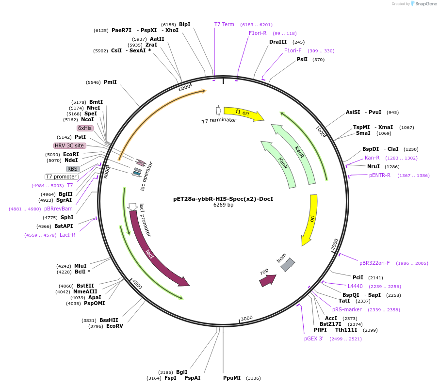 58713-plasmid-map-sequence-id-90778