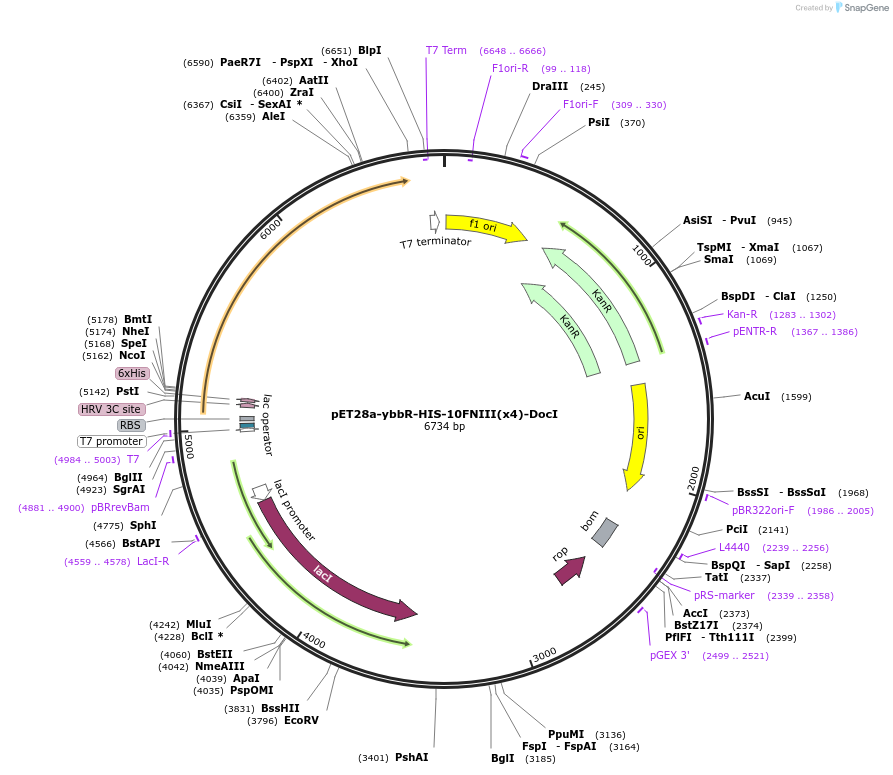 58712-plasmid-map-sequence-id-90782