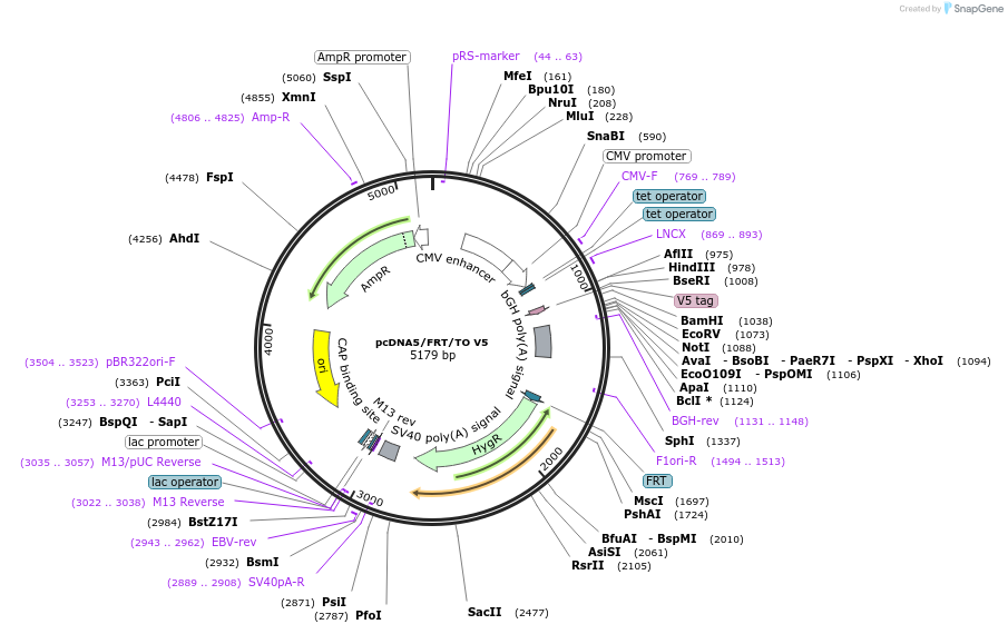 19445-plasmid-map-sequence-id-9081