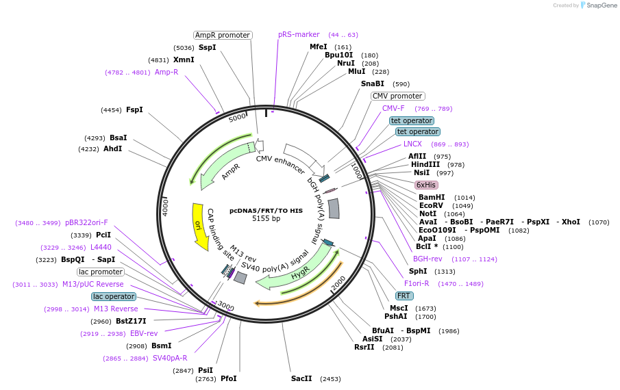 19446-plasmid-map-sequence-id-9082