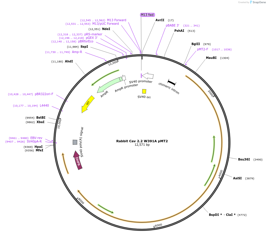 58734-plasmid-map-sequence-id-90822