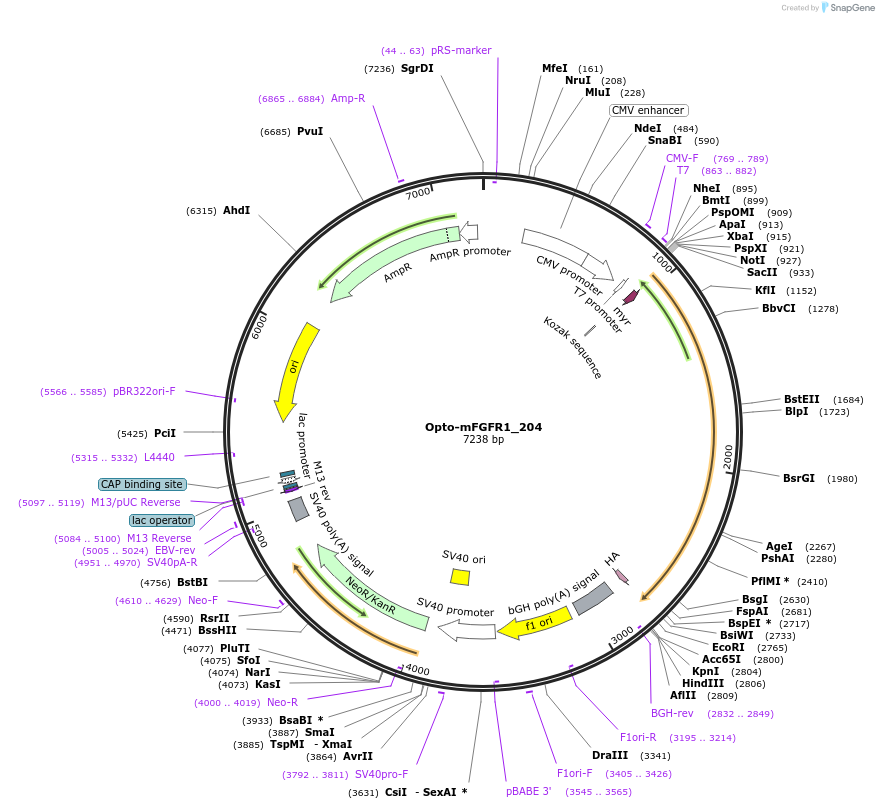 58745-plasmid-map-sequence-id-90872