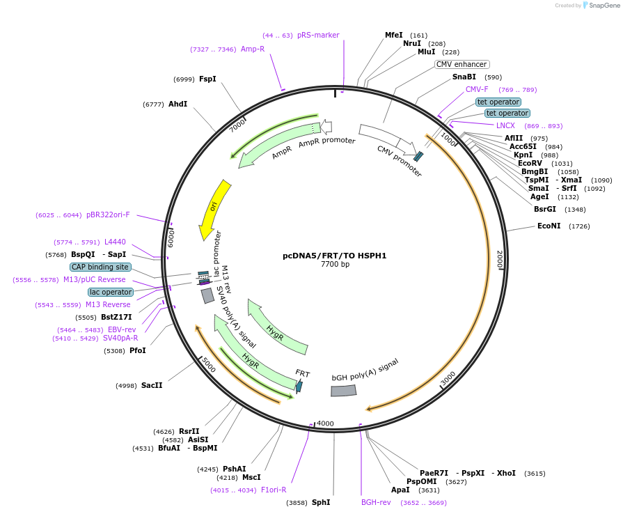 19453-plasmid-map-sequence-id-9089
