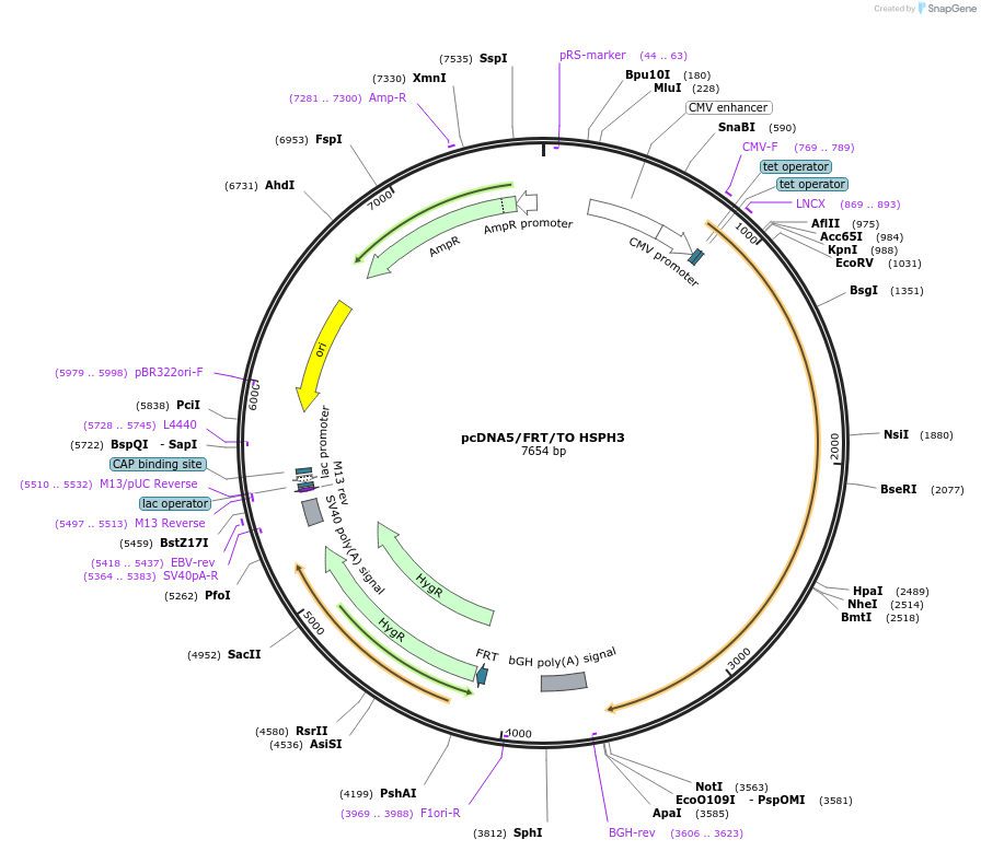 19455-plasmid-map-sequence-id-9091