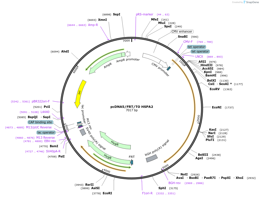 19458-plasmid-map-sequence-id-9094