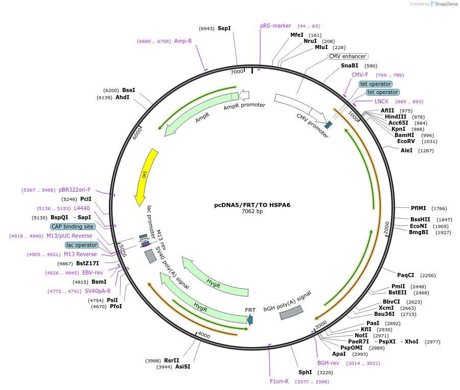 19459-plasmid-map-sequence-id-9095