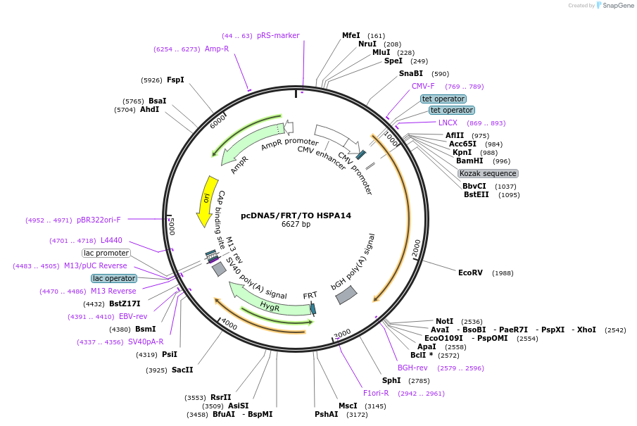 19461-plasmid-map-sequence-id-9097