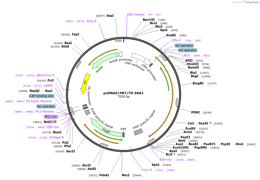 19462-plasmid-map-sequence-id-9098