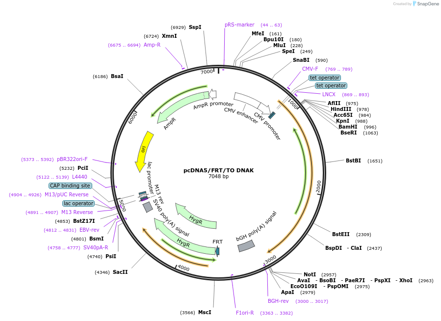 19463-plasmid-map-sequence-id-9099