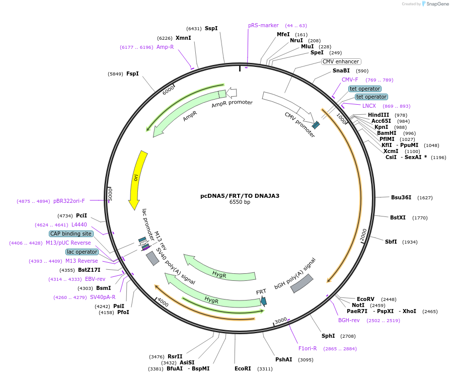 19466-plasmid-map-sequence-id-9102