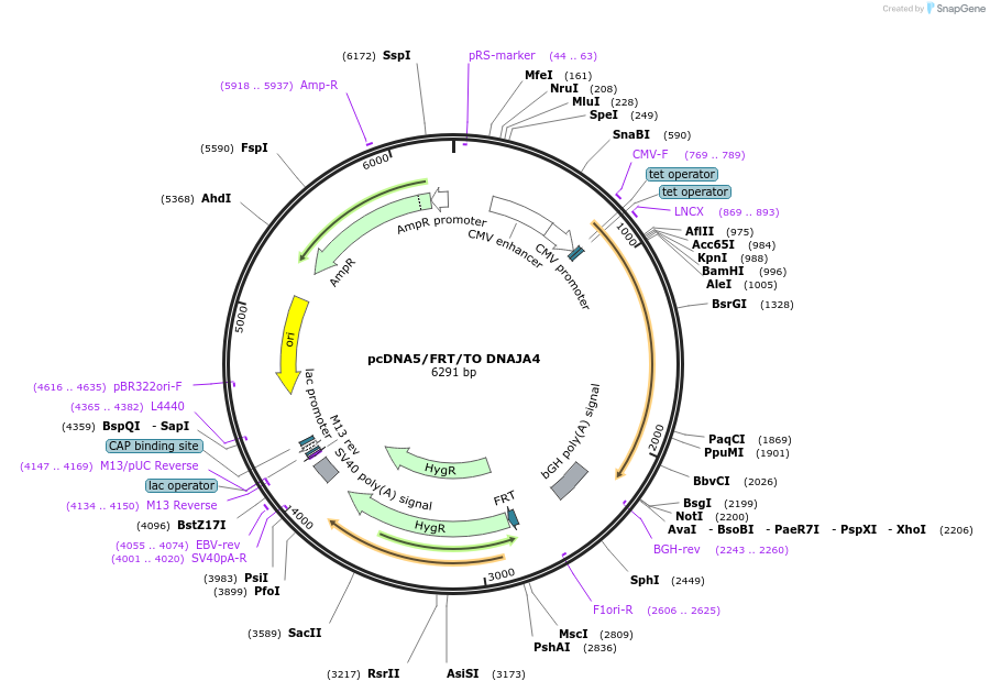 19467-plasmid-map-sequence-id-9103