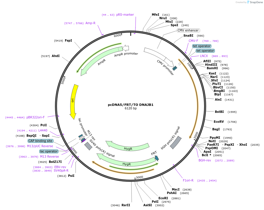 19468-plasmid-map-sequence-id-9104