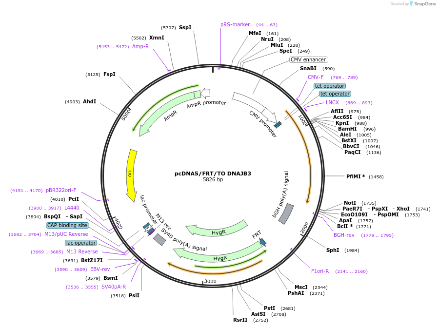 19471-plasmid-map-sequence-id-9107