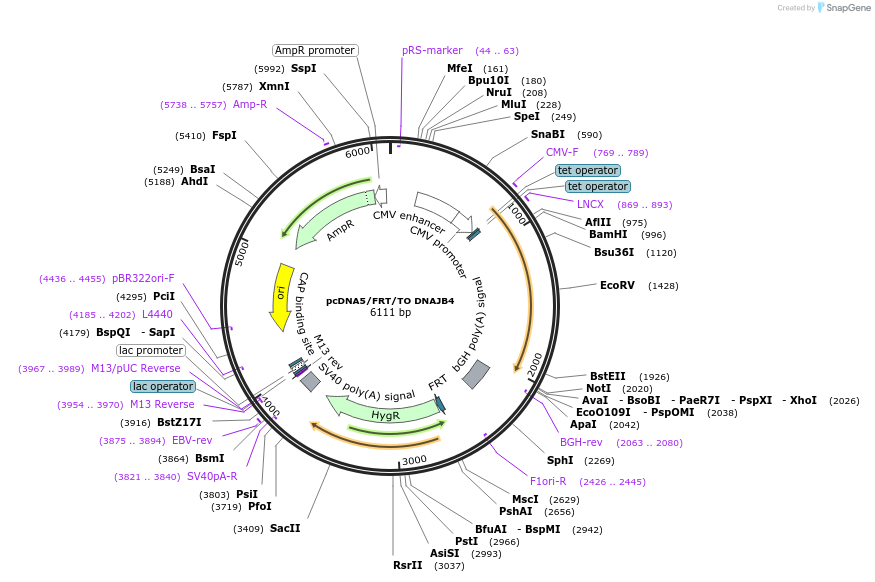 19472-plasmid-map-sequence-id-9108