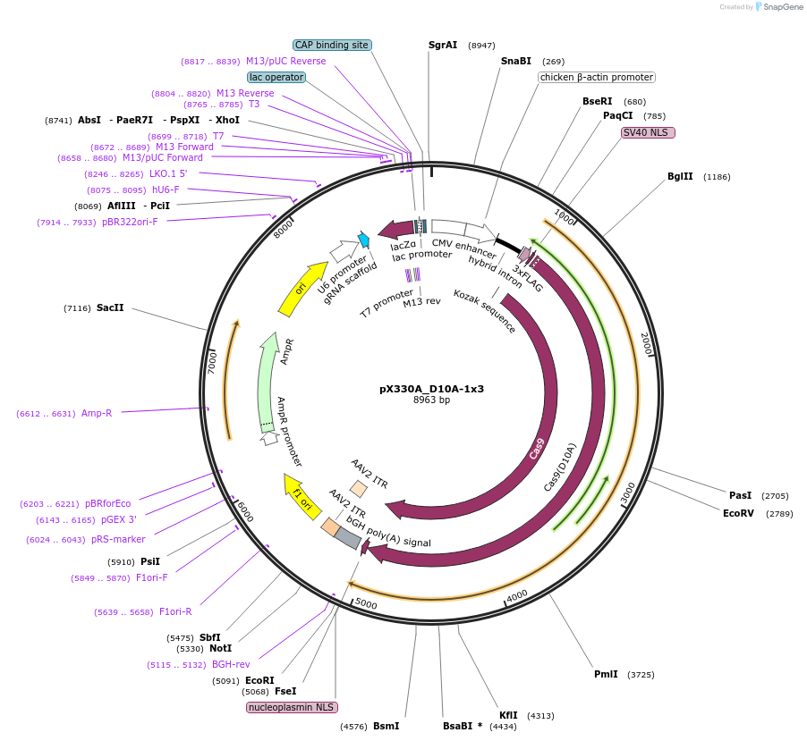 58773-plasmid-map-sequence-id-91083