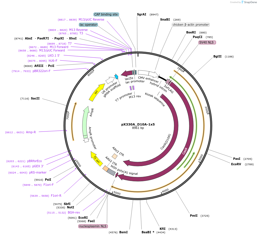 58775-plasmid-map-sequence-id-91085