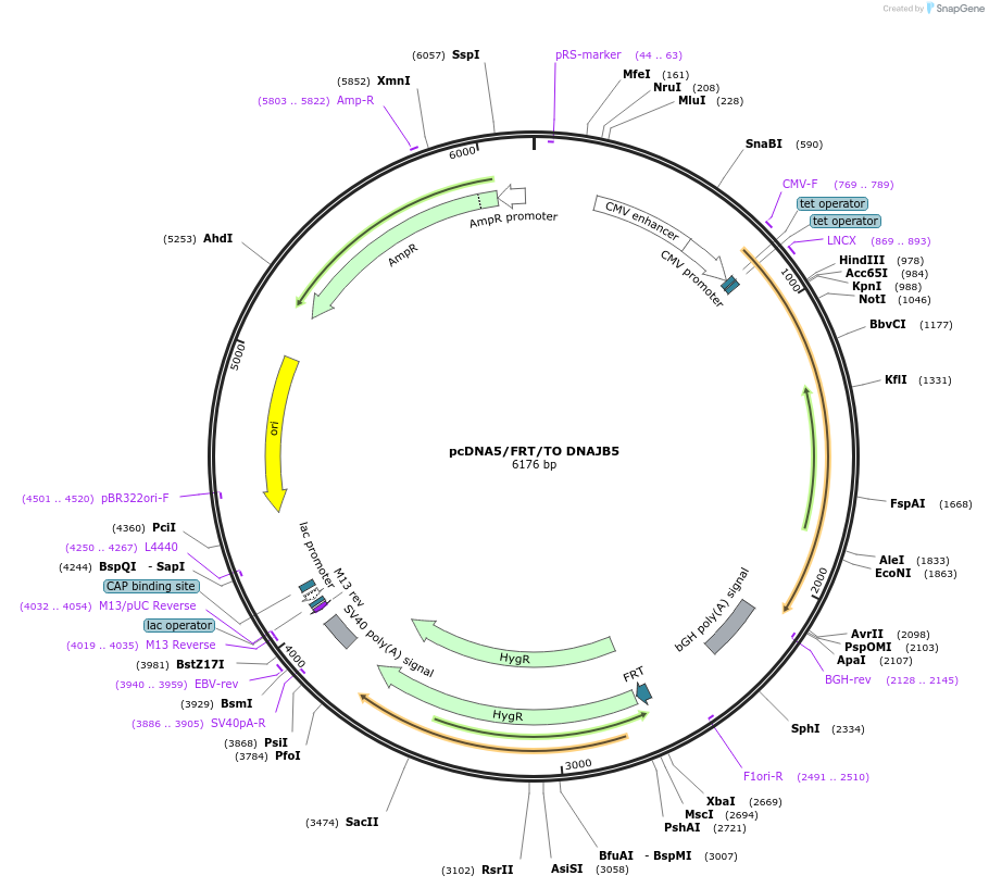 19473-plasmid-map-sequence-id-9109