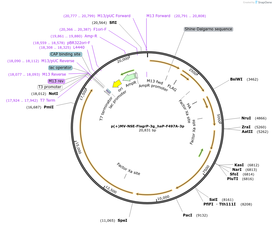 58799-plasmid-map-sequence-id-91094
