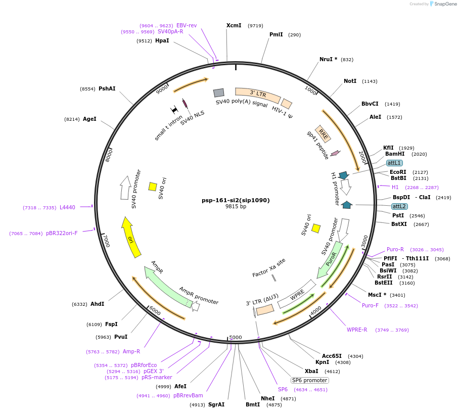 58802-plasmid-map-sequence-id-91098