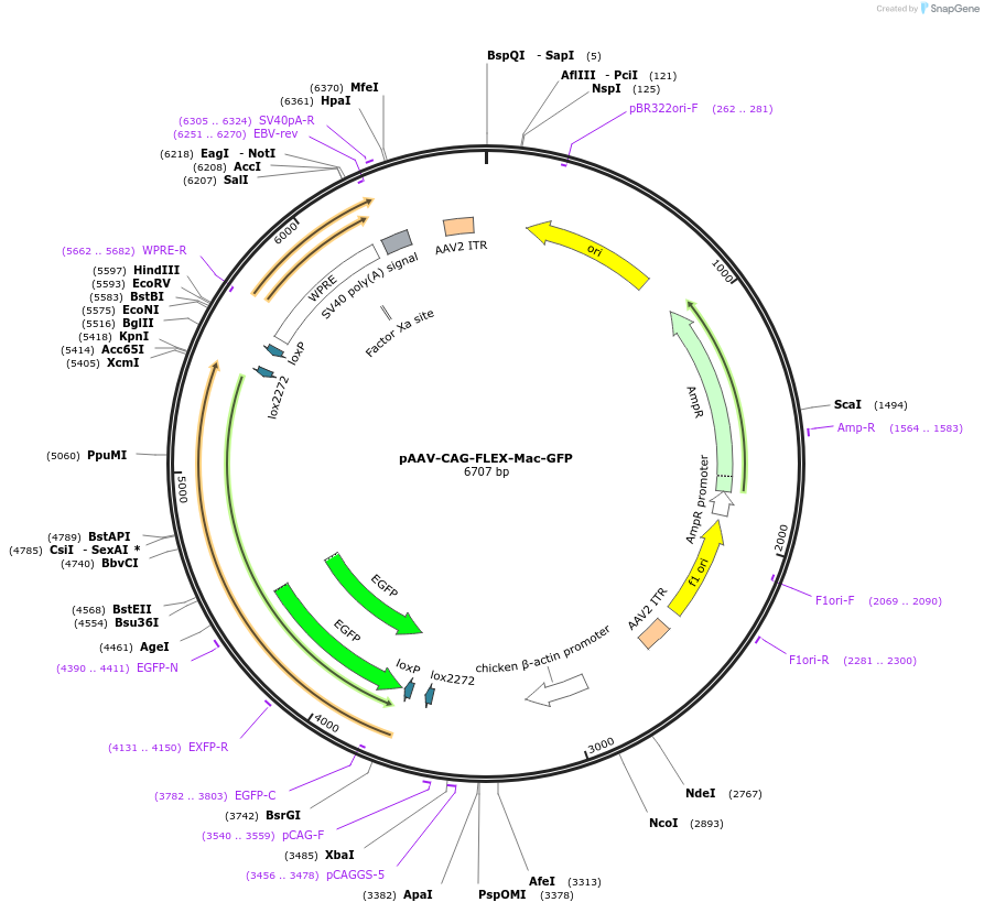 58803-plasmid-map-sequence-id-91100