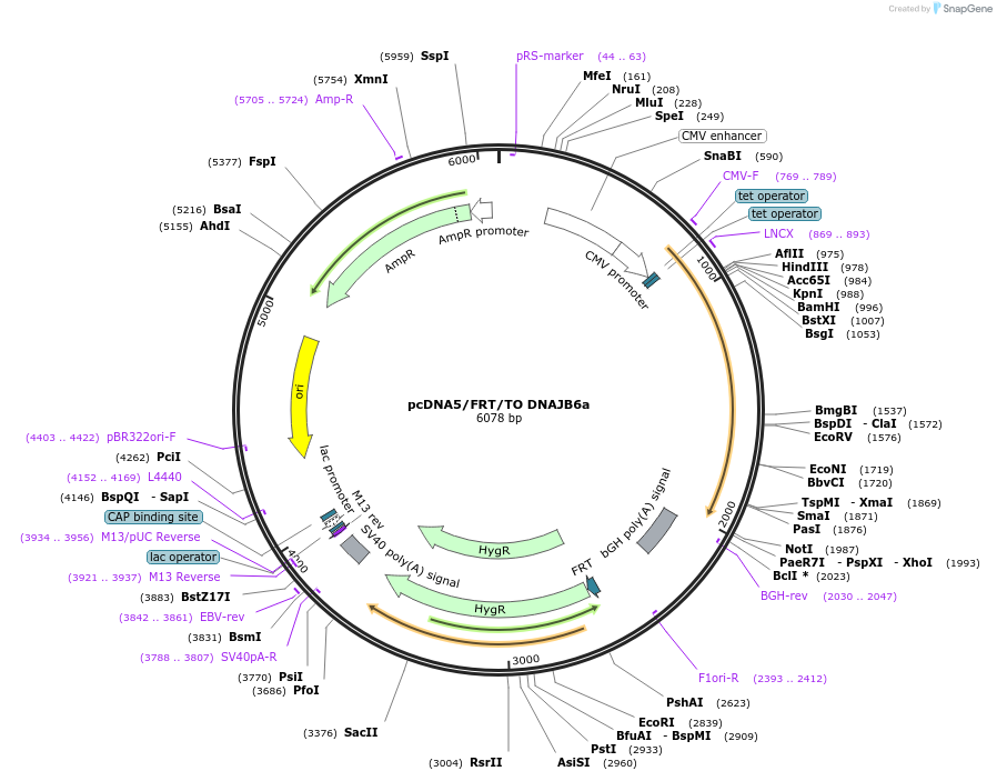 19475-plasmid-map-sequence-id-9111