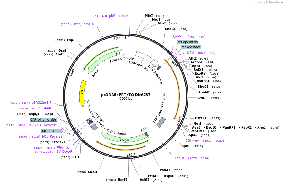 19476-plasmid-map-sequence-id-9112