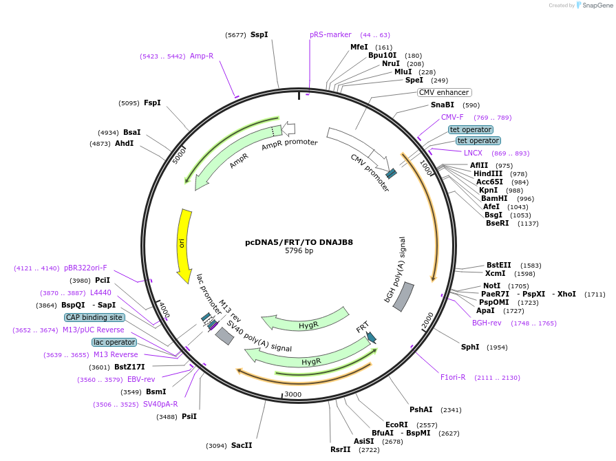 19477-plasmid-map-sequence-id-9113