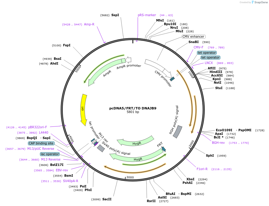 19478-plasmid-map-sequence-id-9114