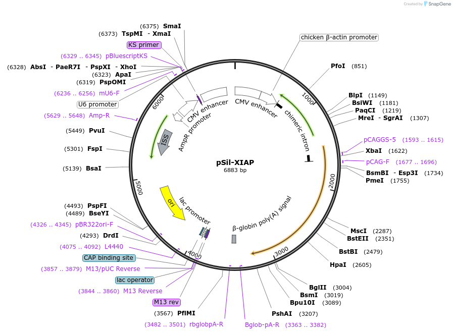 58832-plasmid-map-sequence-id-91146