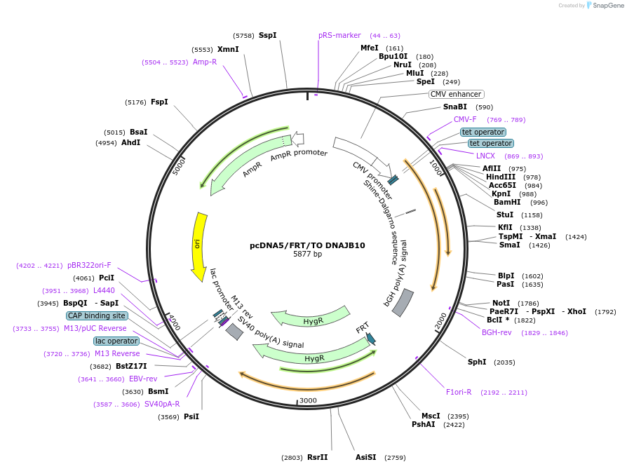 19479-plasmid-map-sequence-id-9115