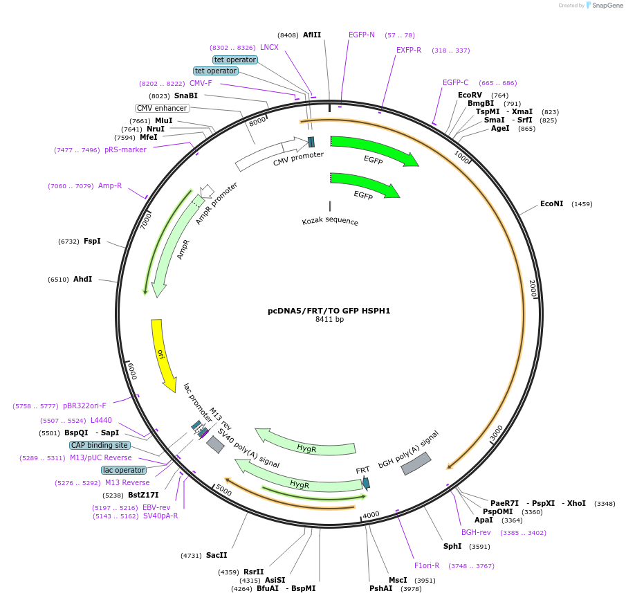 19480-plasmid-map-sequence-id-9116