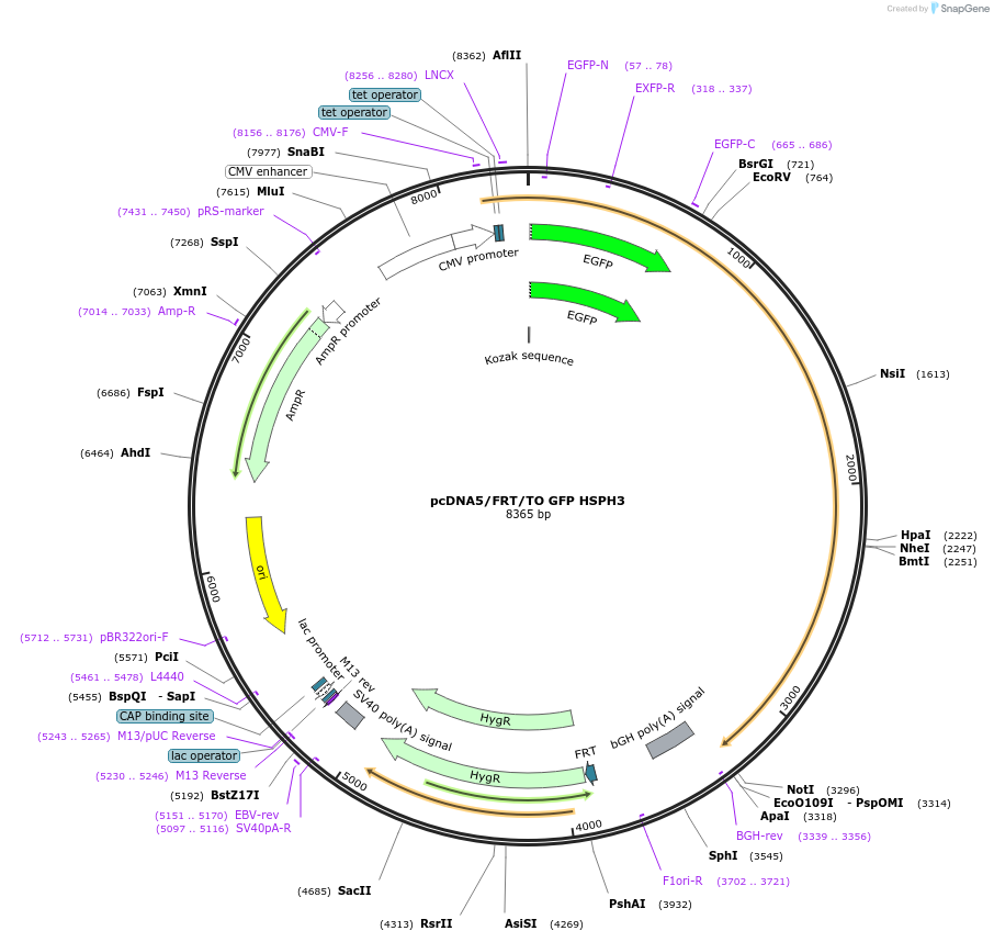 19482-plasmid-map-sequence-id-9118