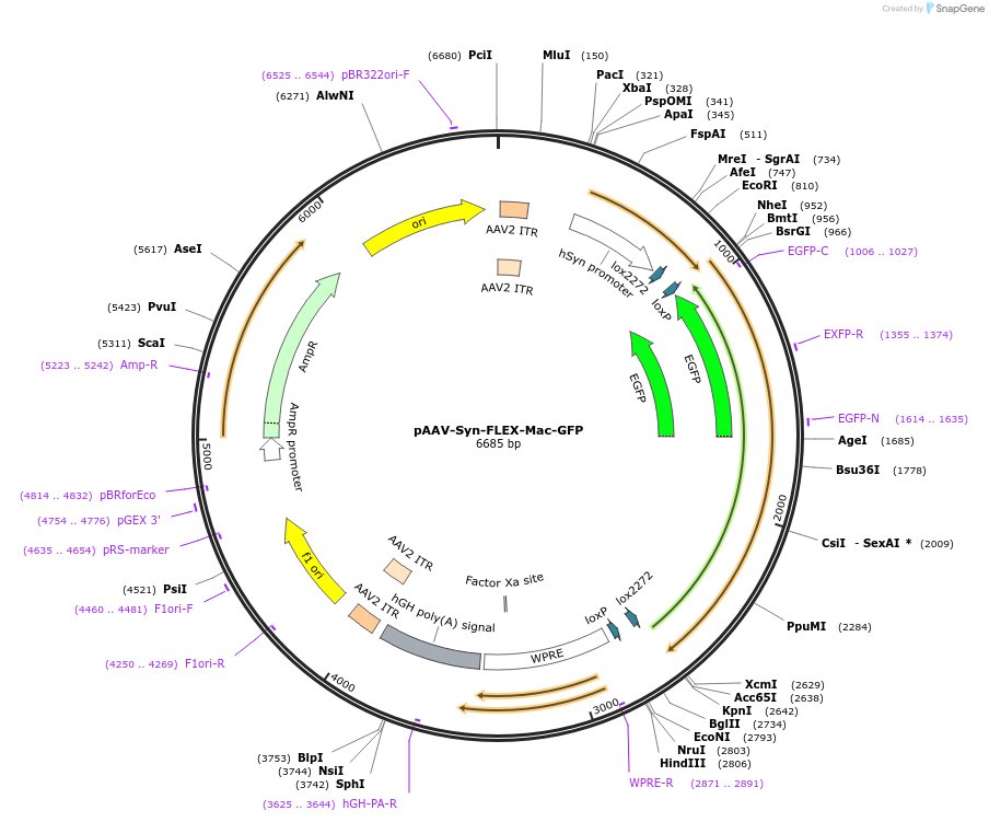 58852-plasmid-map-sequence-id-91188
