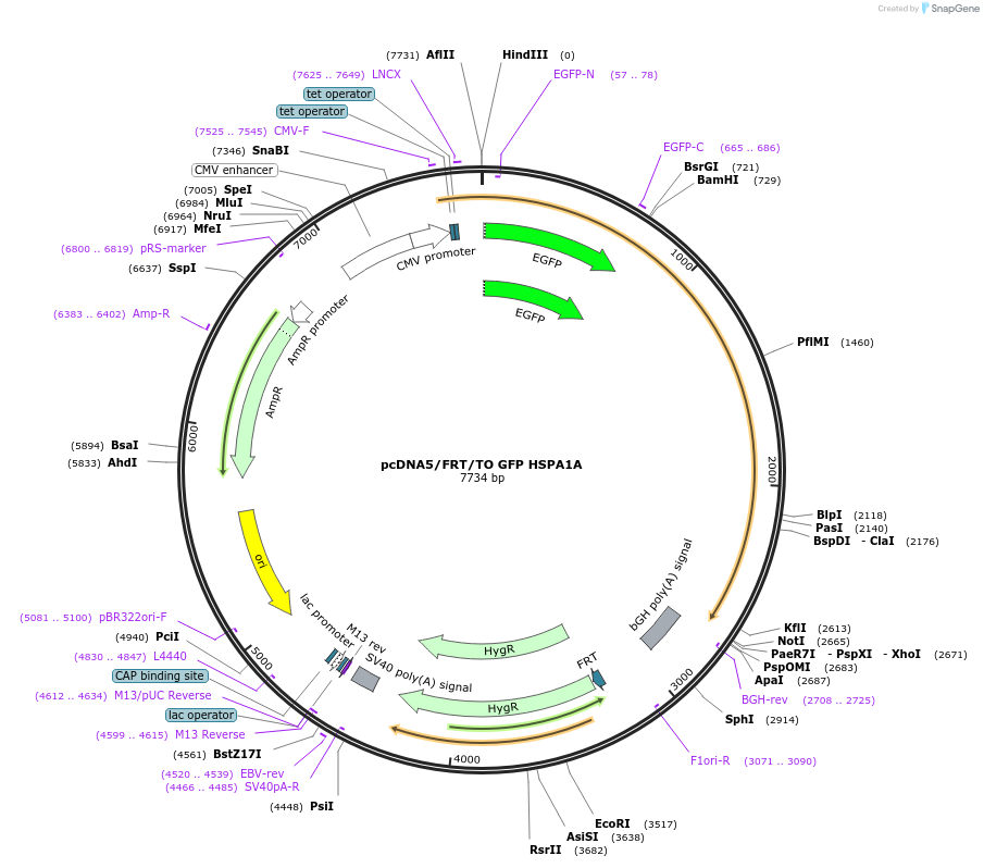 19483-plasmid-map-sequence-id-9119