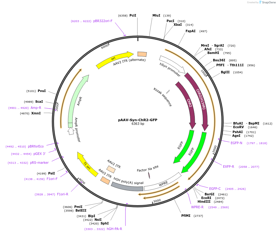 58881-plasmid-map-sequence-id-91198